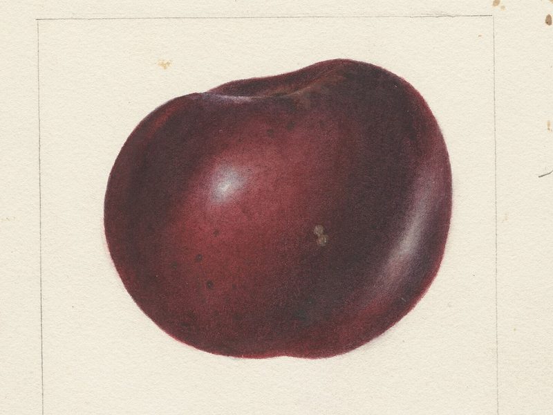 Arkansas Black apple, watercolor by Deborah Griscom Passmore (1895)