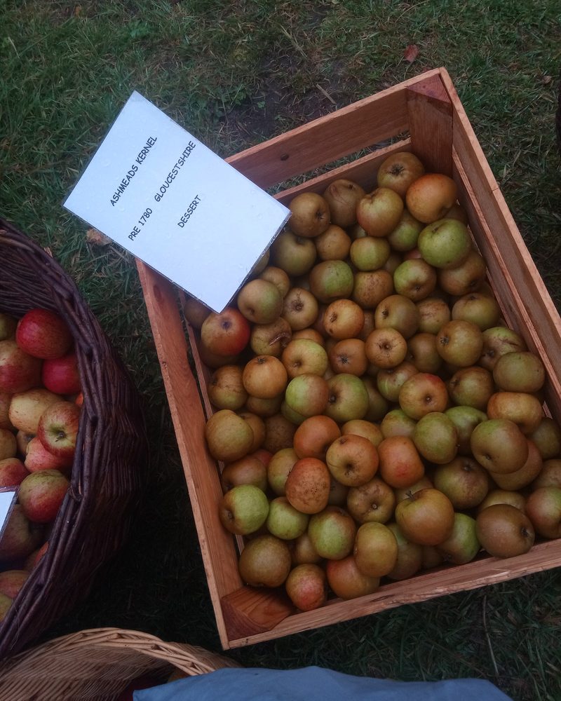 Photo of Ashmead Kernel apples