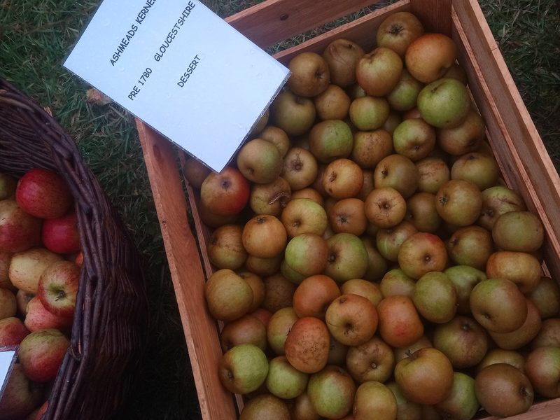 Photo of Ashmead Kernel apples
