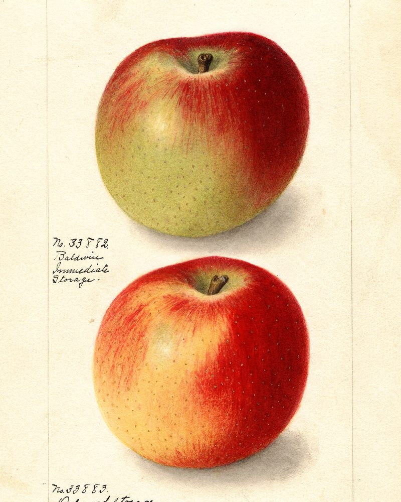 Baldwin apple, watercolor by Ellen Isham Schutt (1905)