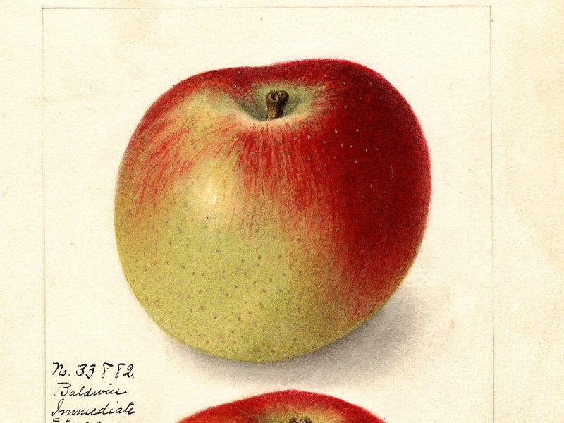 Baldwin apple, watercolor by Ellen Isham Schutt (1905)