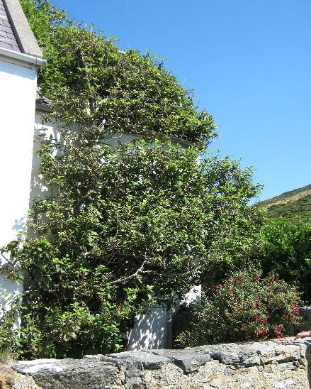 The original Bardsey apple tree growing up the wall of Plas Bach on Bardsey Island