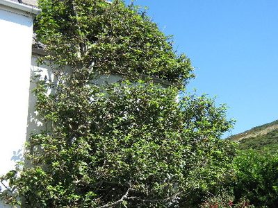 The original Bardsey apple tree growing up the wall of Plas Bach on Bardsey Island