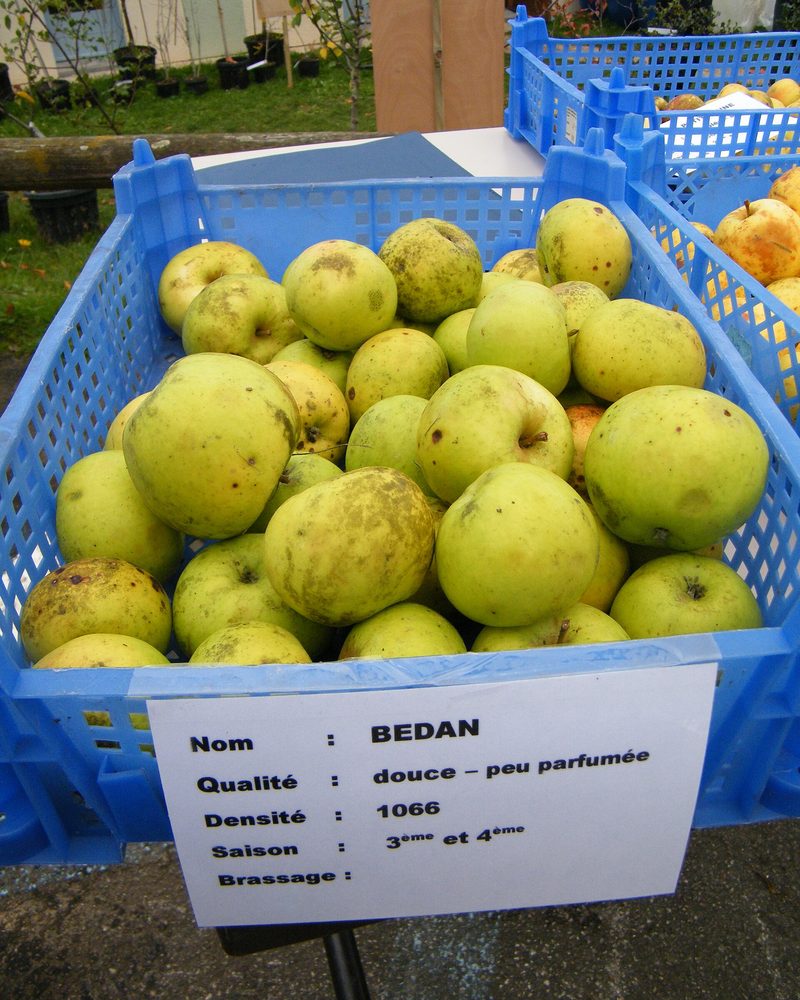 Photo of Bedan apples