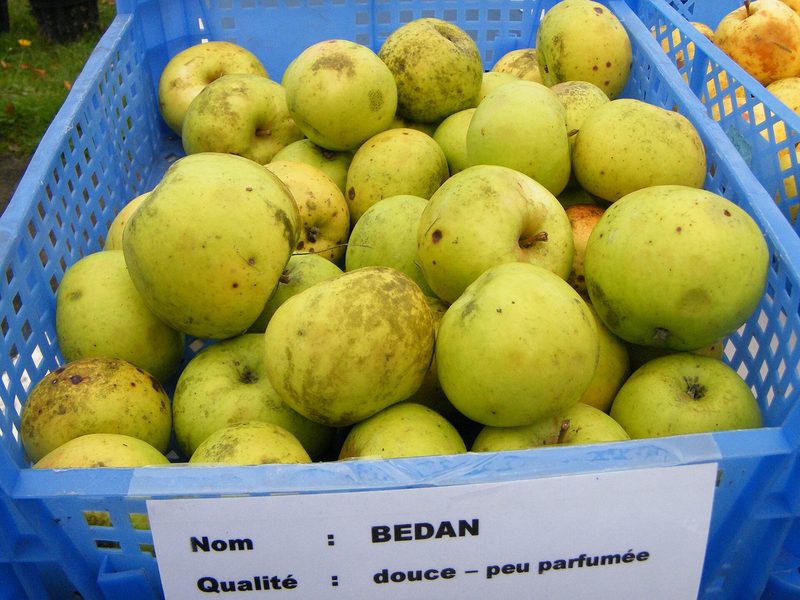 Photo of Bedan apples