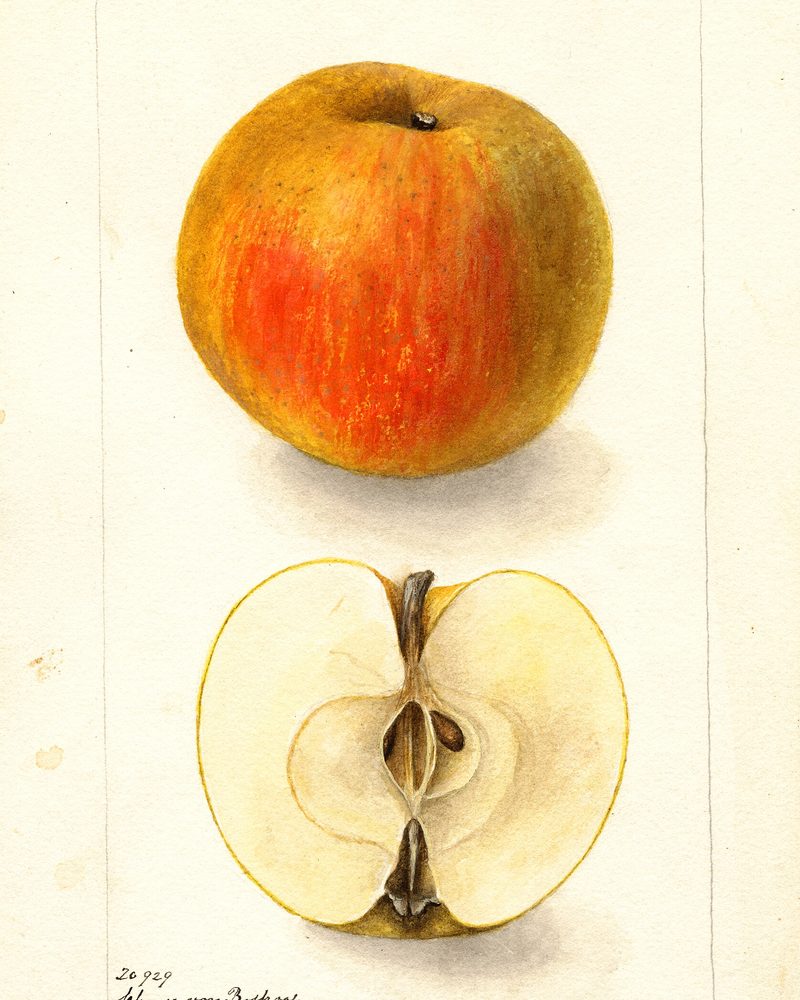 Belle de Boskoop apple, watercolor by Deborah Griscom Passmore (1900)