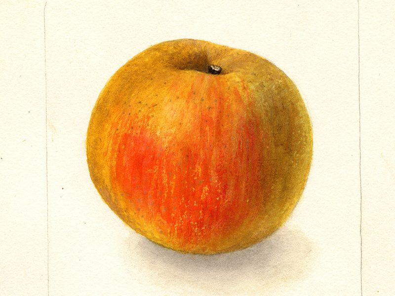Belle de Boskoop apple, watercolor by Deborah Griscom Passmore (1900)