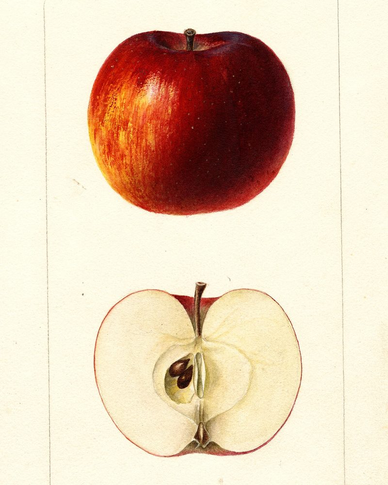 Black Oxford apple, watercolor by Deborah Griscom Passmore (1896)