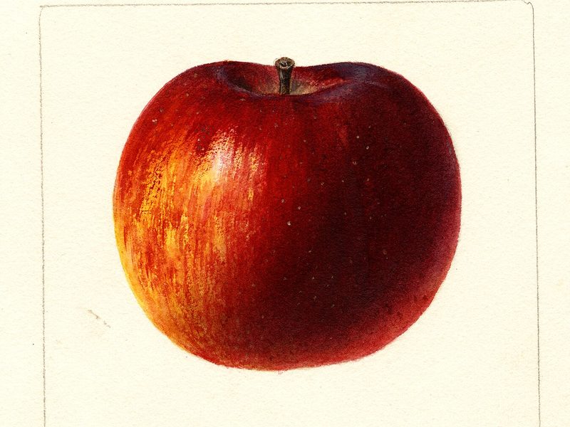 Black Oxford apple, watercolor by Deborah Griscom Passmore (1896)