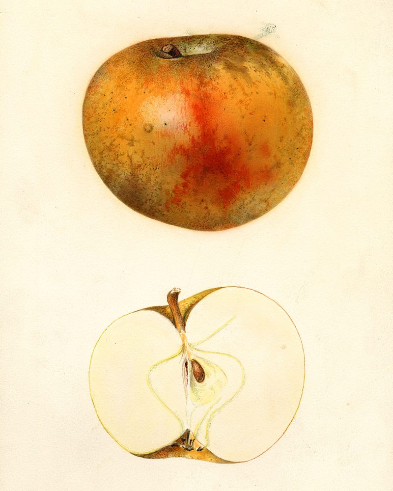 Blenheim Orange apple, watercolor by Mary Daisy Arnold (1931)