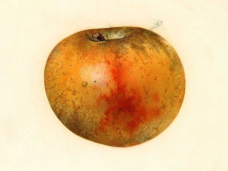 Blenheim Orange apple, watercolor by Mary Daisy Arnold (1931)