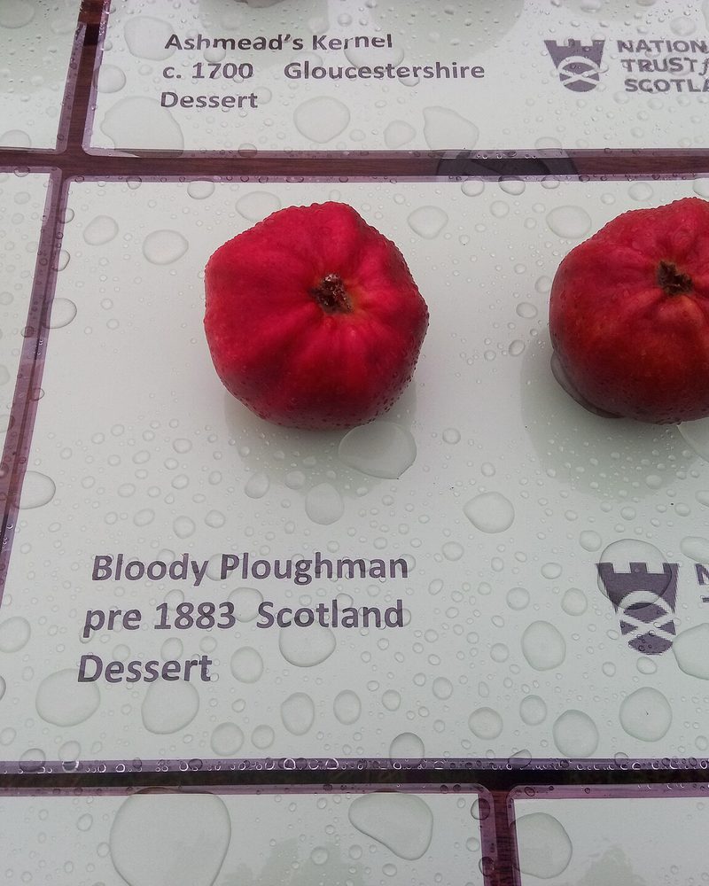 Photo of Bloody Ploughman apples