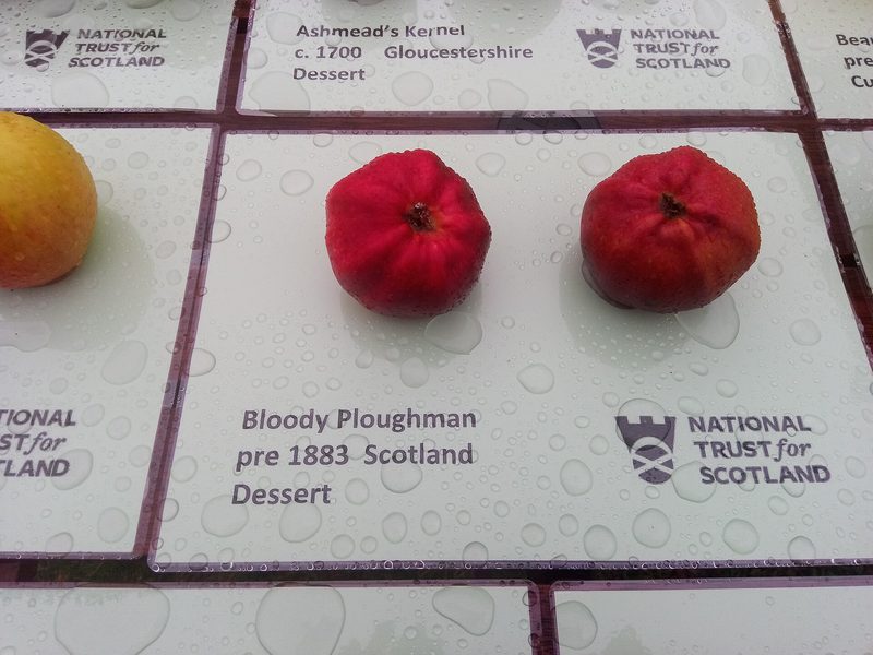 Photo of Bloody Ploughman apples