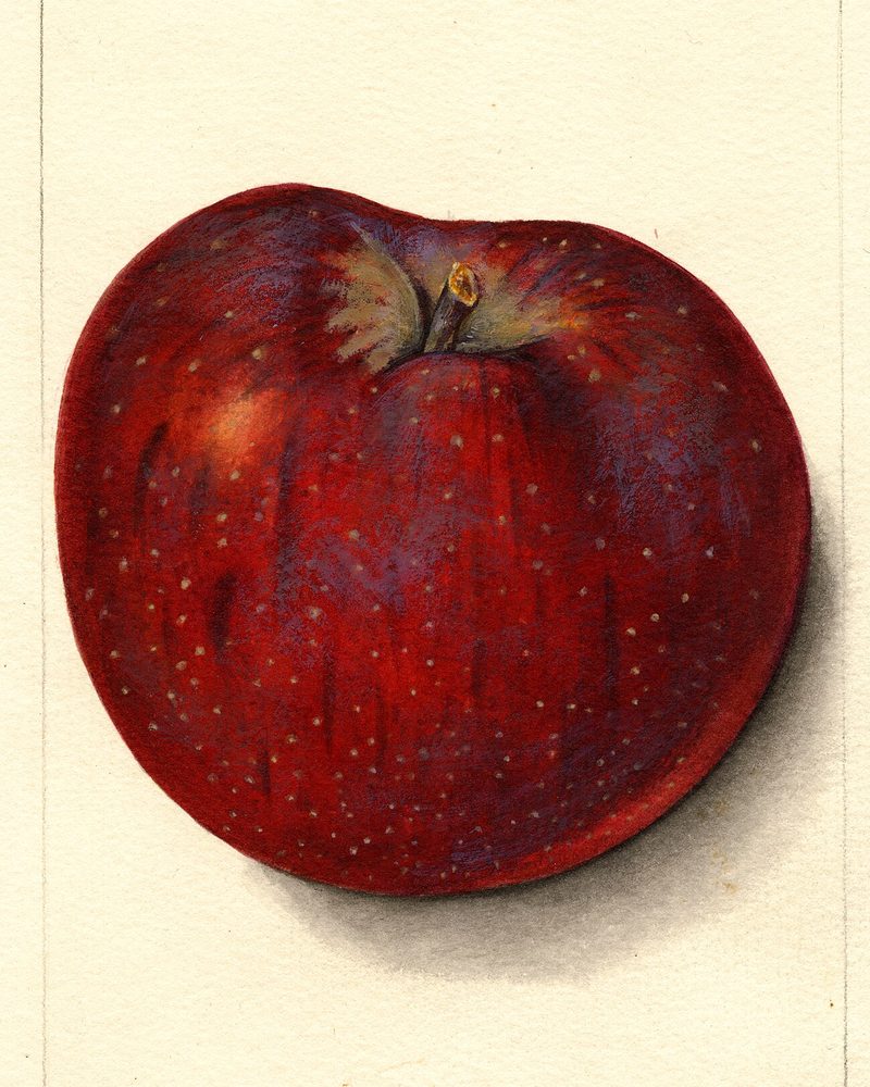 Blue Pearmain apple, watercolor by Mary Daisy Arnold (1912)