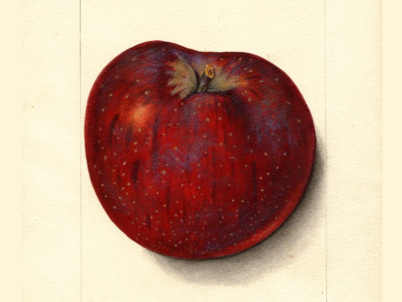 Blue Pearmain apple, watercolor by Mary Daisy Arnold (1912)