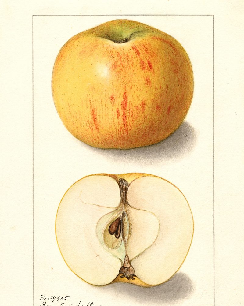 Bramley's Seedling apple, watercolor by Ellen Isham Schutt (1908)