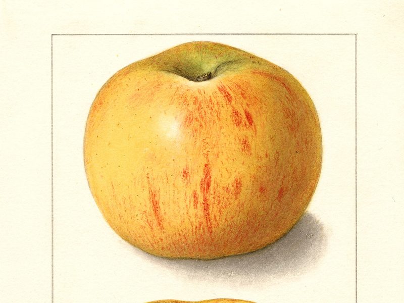 Bramley's Seedling apple, watercolor by Ellen Isham Schutt (1908)
