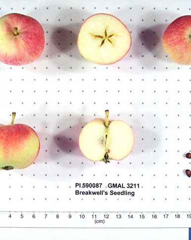 Photo of Breakwell's Seedling apples