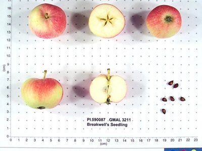 Photo of Breakwell's Seedling apples