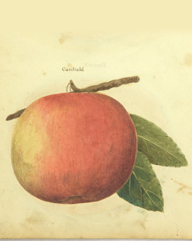 Campfield apple: watercolor labelled “Canfield” from William Coxe’s manuscript atlas of fruits