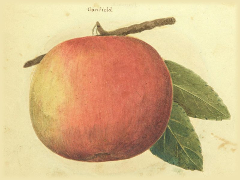 Campfield apple: watercolor labelled “Canfield” from William Coxe’s manuscript atlas of fruits