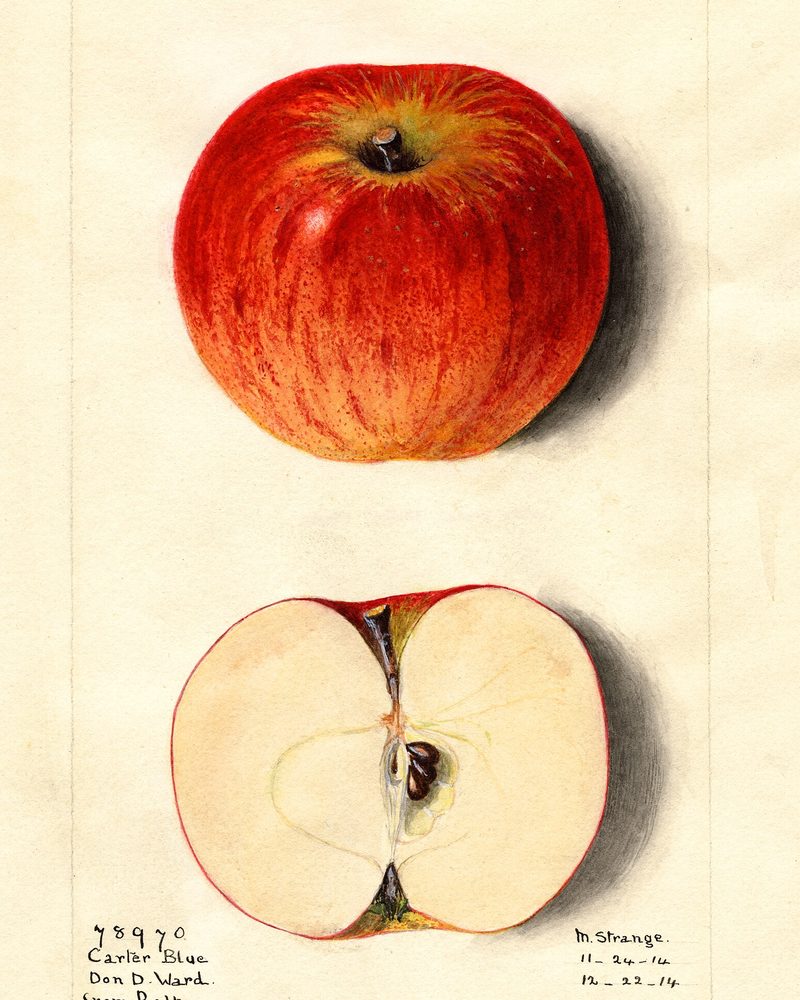 Carter's Blue apple, watercolor by M. Strange (1914)