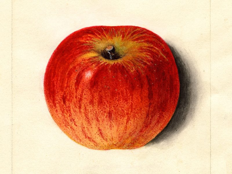 Carter's Blue apple, watercolor by M. Strange (1914)