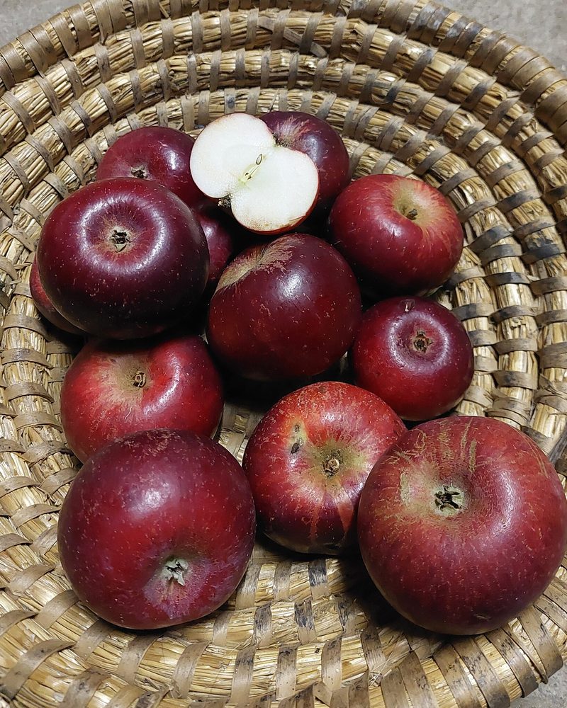 Photo of Christkindler apples