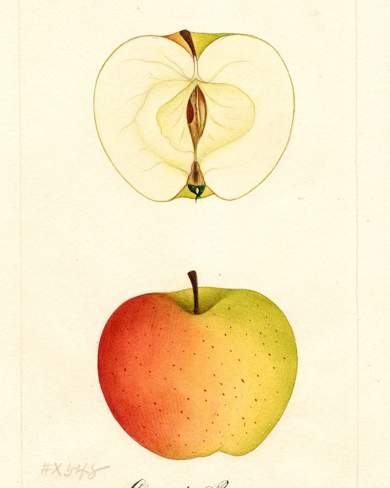 Claygate Pearmain apple, watercolor by William Henry Prestele (1888)