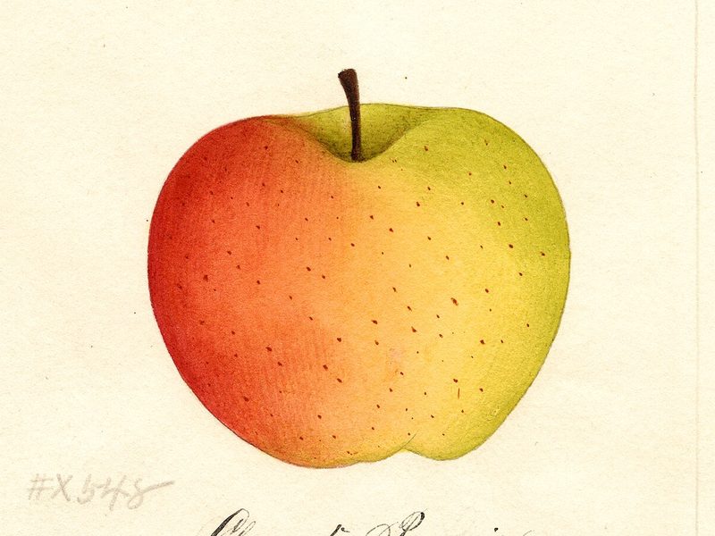 Claygate Pearmain apple, watercolor by William Henry Prestele (1888)