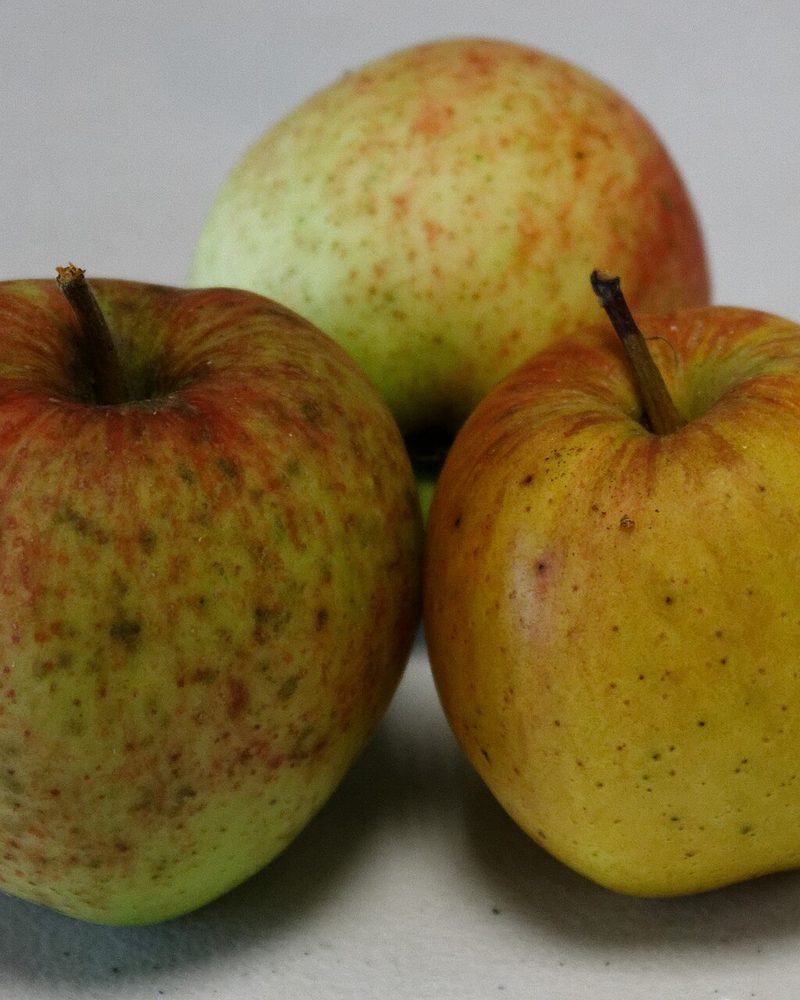 Photo of Coeur de Boeuf apples