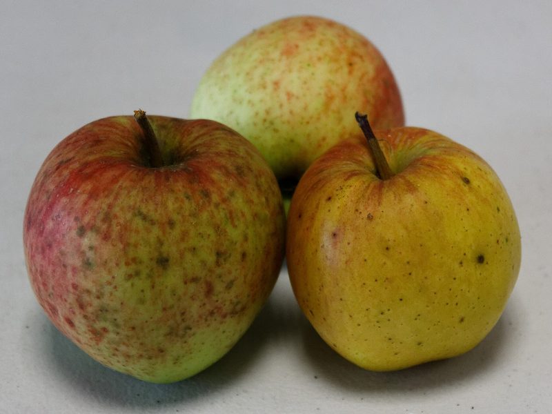 Photo of Coeur de Boeuf apples