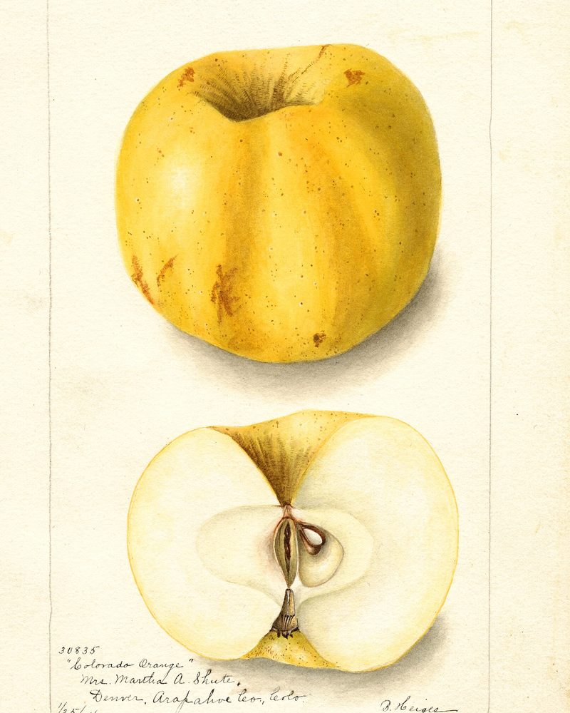 Colorado Orange apple, watercolor by Bertha Heiges (1904)