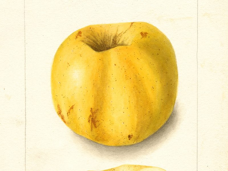 Colorado Orange apple, watercolor by Bertha Heiges (1904)