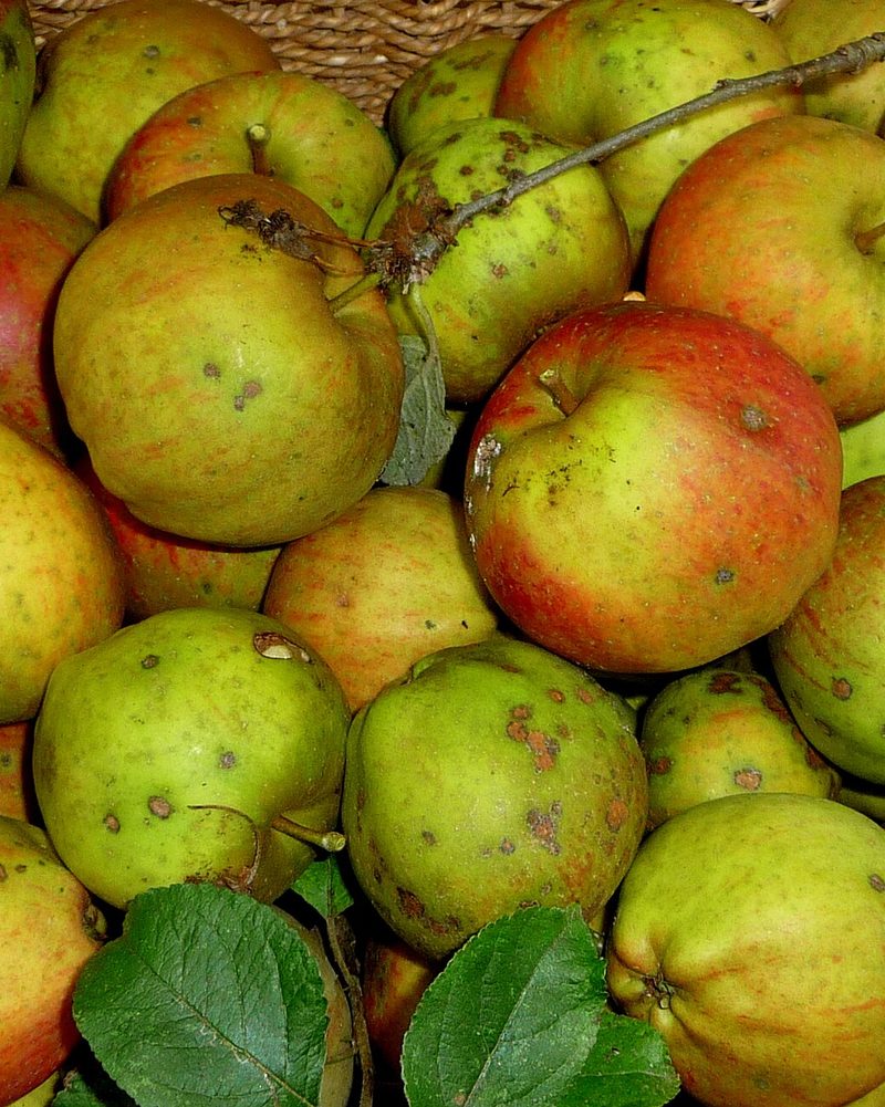 Photo of Cornish Gilliflower apples