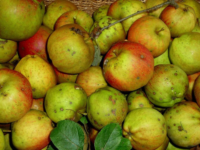 Photo of Cornish Gilliflower apples