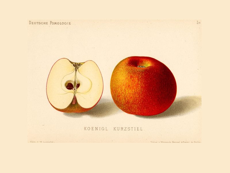 Court Pendu Plat: historic illustration, Deutsche Pomologie: Äpfel, plate 18 (1882)