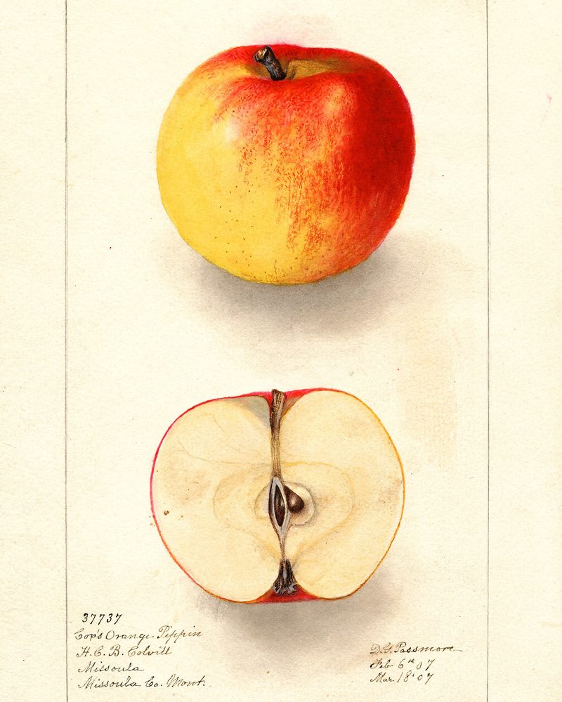 Cox's Orange Pippin apple, watercolor by Deborah Griscom Passmore (1907)