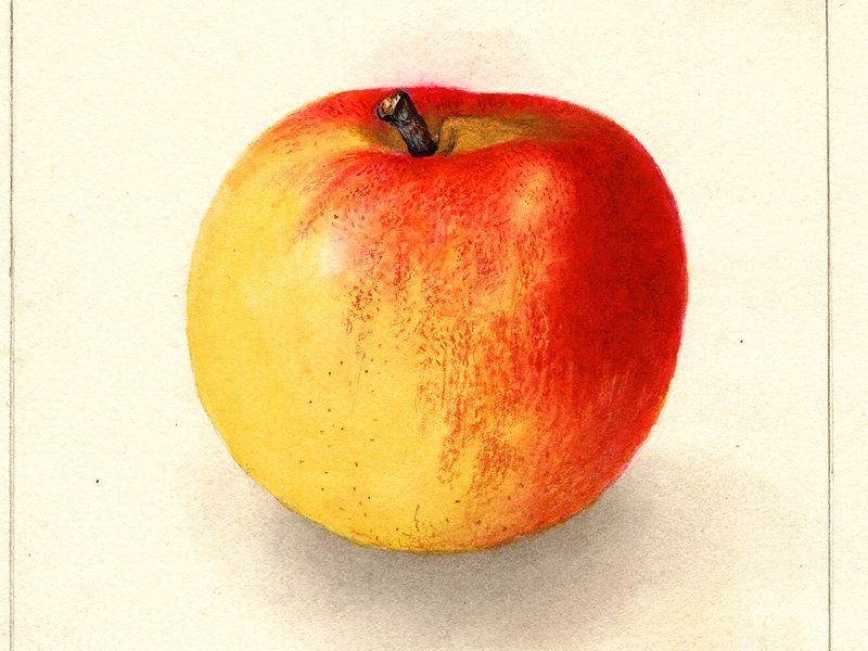 Cox's Orange Pippin apple, watercolor by Deborah Griscom Passmore (1907)