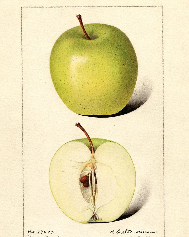 Crow Egg apple, watercolor by Royal Charles Steadman (1916)