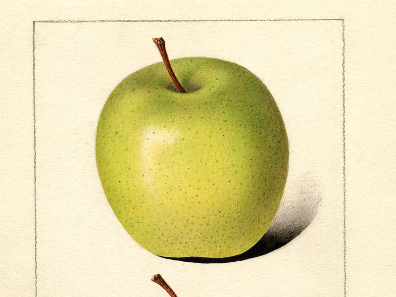 Crow Egg apple, watercolor by Royal Charles Steadman (1916)
