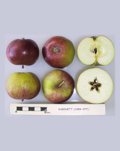 Photo of Dabinett apples