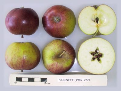 Photo of Dabinett apples