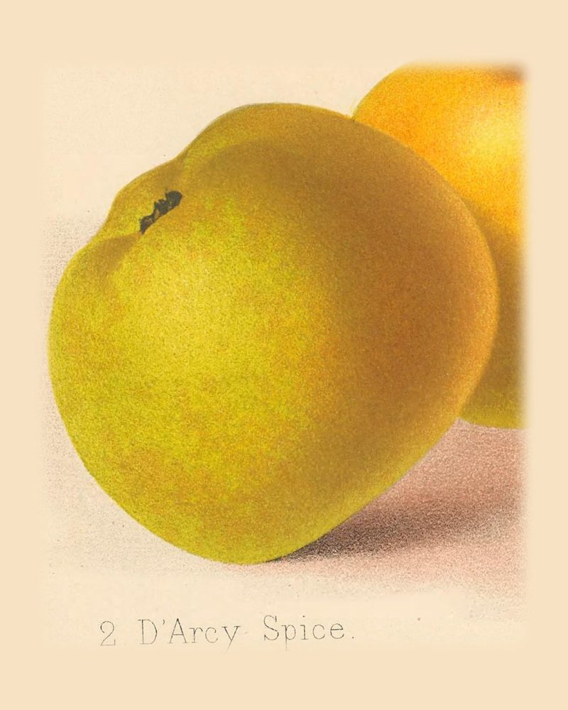 D'Arcy Spice: historic illustration, The Herefordshire Pomona, vol. 1, plate XXV, fig. 2 (Woolhope Club, 1876–85)