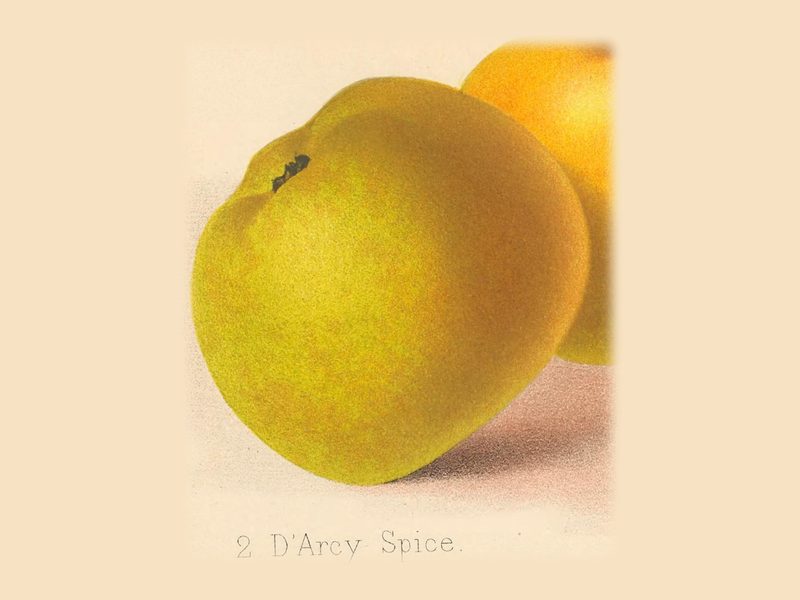 D'Arcy Spice: historic illustration, The Herefordshire Pomona, vol. 1, plate XXV, fig. 2 (Woolhope Club, 1876–85)