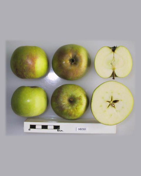 Photo of Decio apples