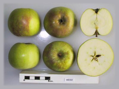 Photo of Decio apples