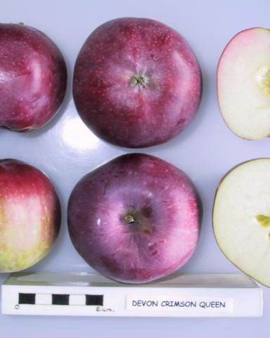 Photo of Devonshire Crimson Queen apples