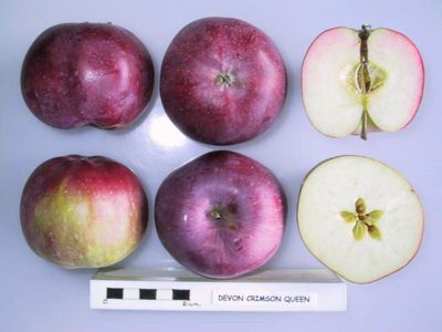 Photo of Devonshire Crimson Queen apples