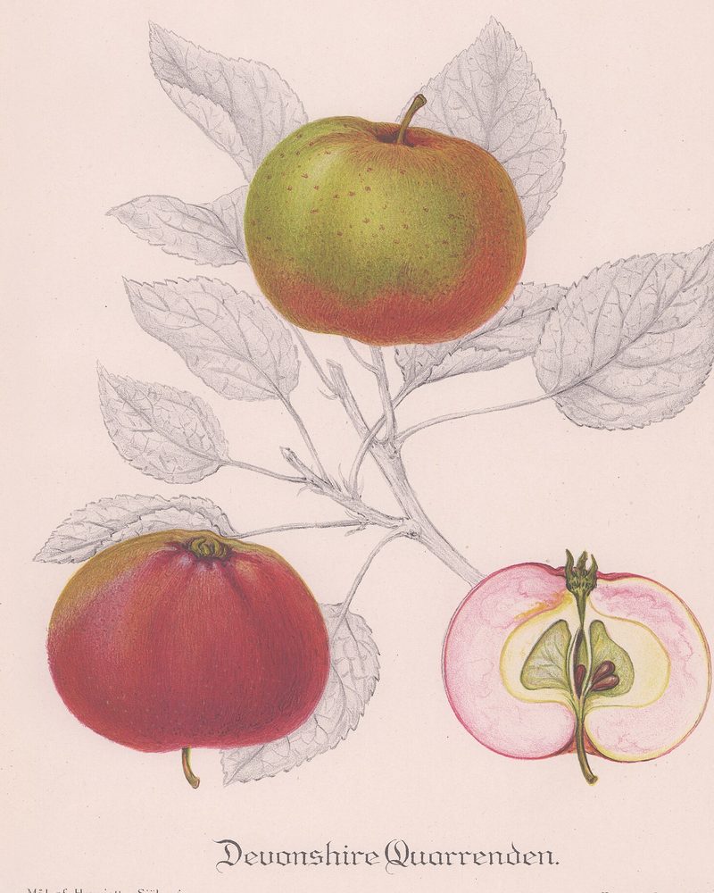Devonshire Quarrenden: historic illustration, Svenska fruktsorter i färglagda avbildningar (Stockholm, 1924)